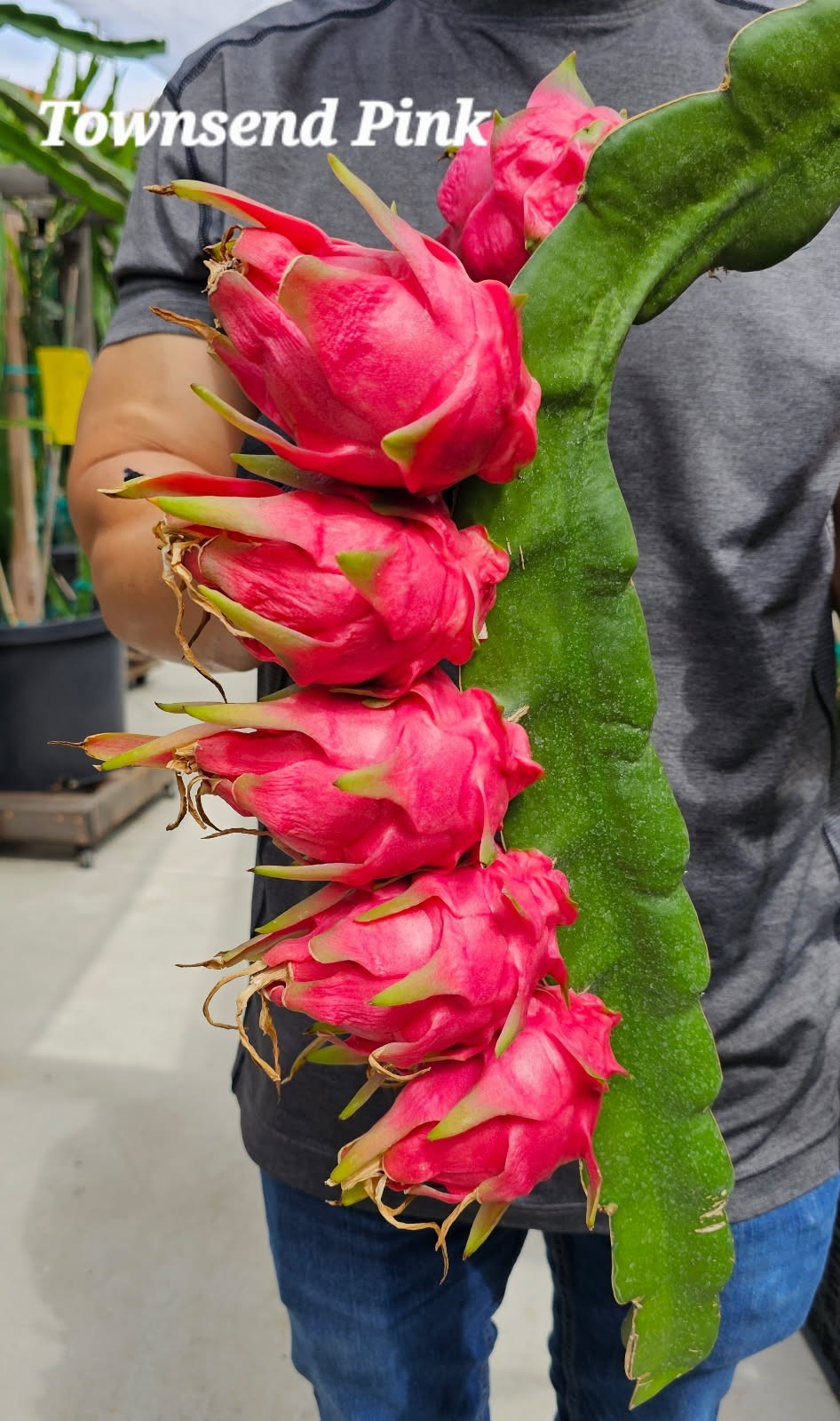 ROOTED Dragon Fruit Plants  (12 to 16 inches long) 25 Plus Varieties