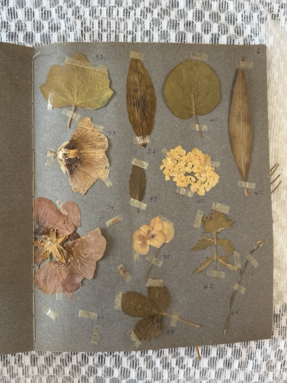 Antique Herbarium, 1926, 280 dried and pressed flowers 100 years old Antique Herbarium, 1926, 280 dried and pressed flowers 100 years old