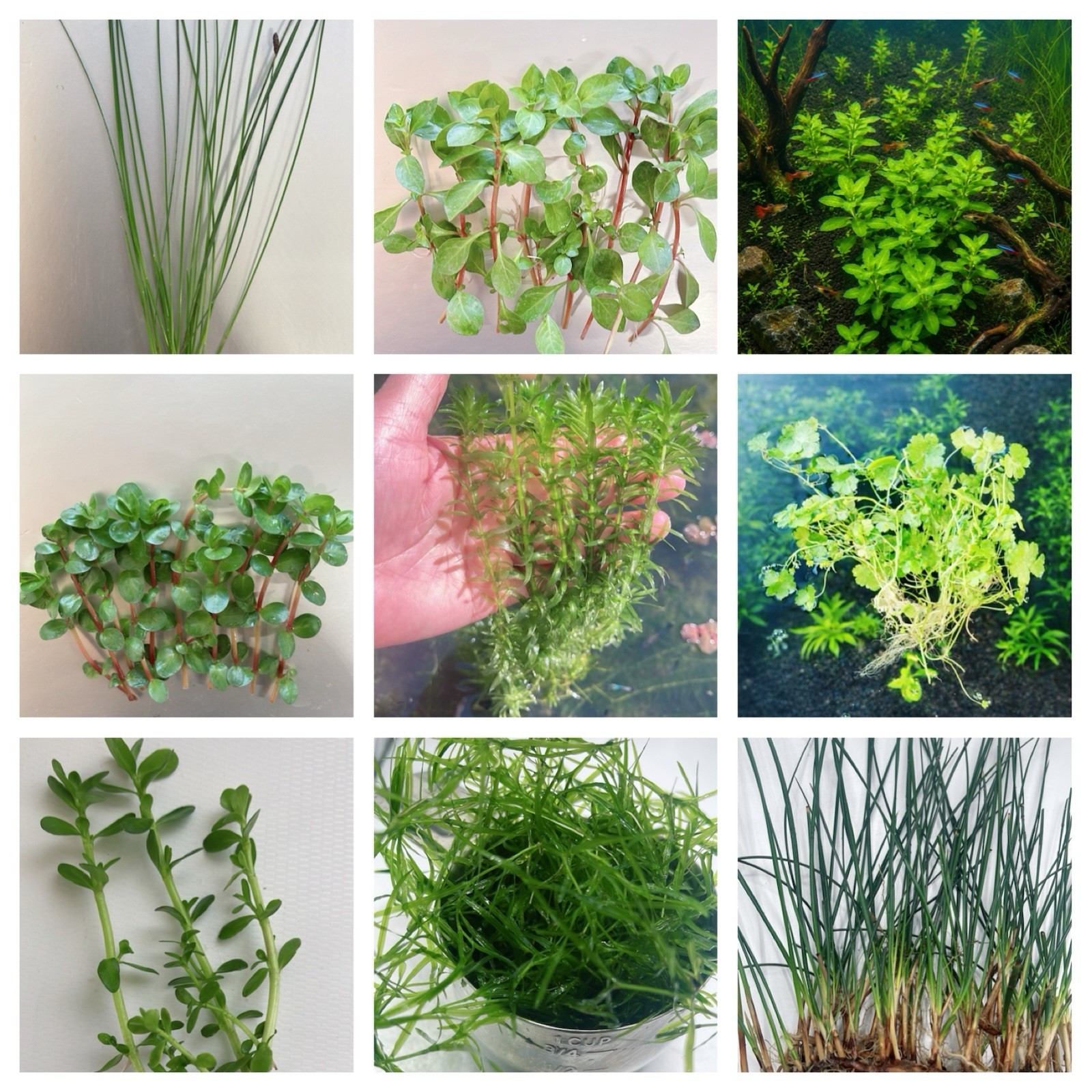 Combo  (9 Species Live Aquarium Plants ) Buy 2 Get 1 Free Easy For Beginner