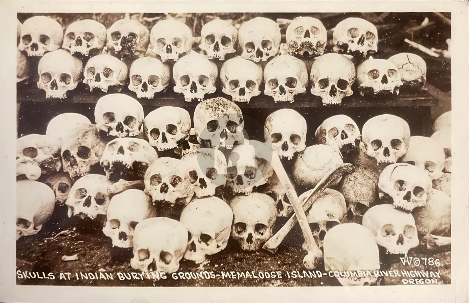 Pile of Skulls at Memaloose Island Indian Burial Ground RPPC Photo Postcard COPY Pile of Skulls at Memaloose Island Indian Burial Ground RPPC Photo Postcard COPY