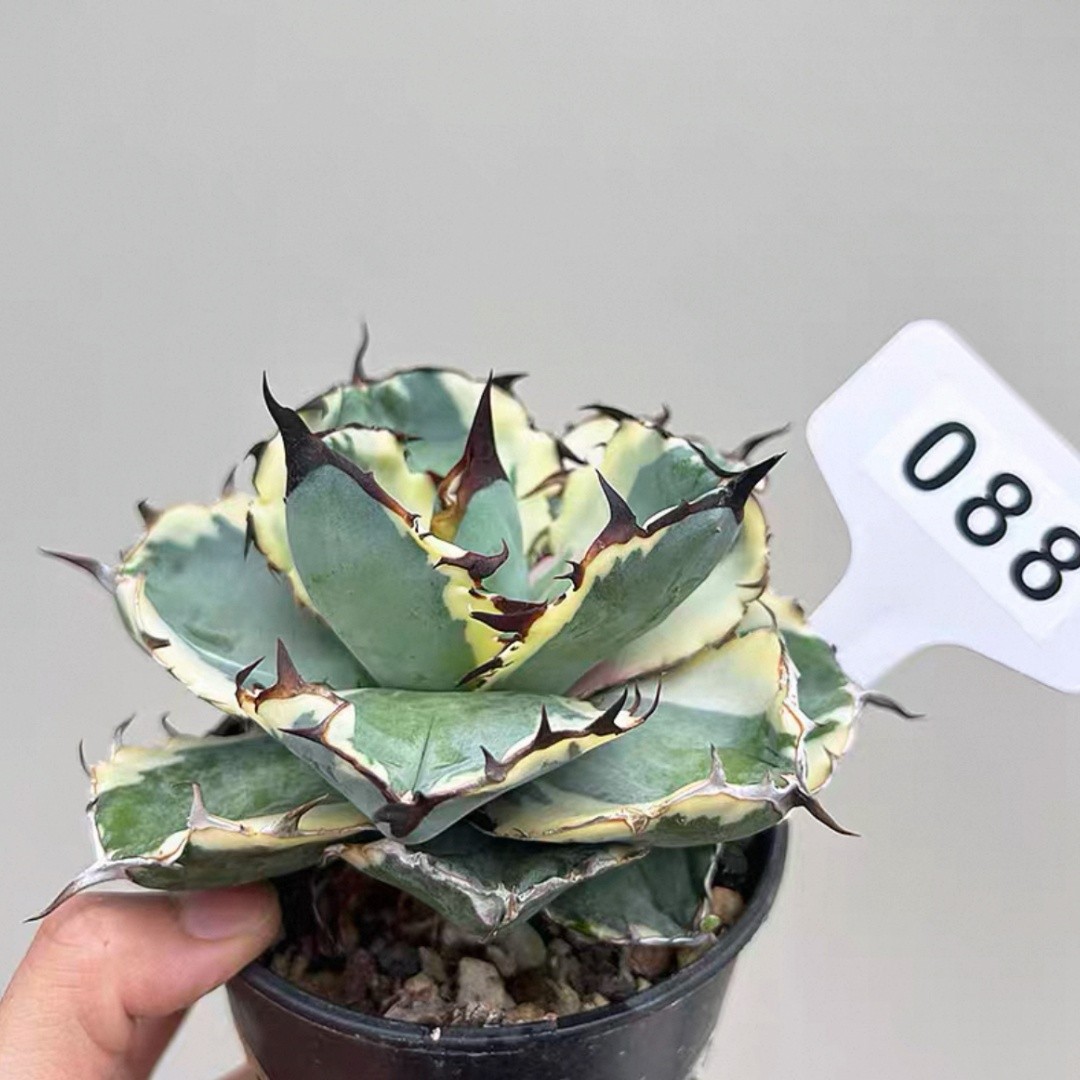 1PCS 9-10cm Seedgrowth Agave Titanota White Whale Variegata Cactis RareSeedling