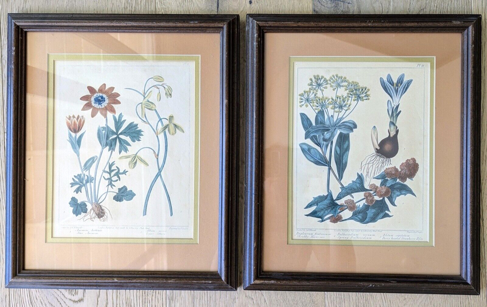 Pair 1805 Hand Colored Botanical Engravings Sydenham Edwards Framed Prints