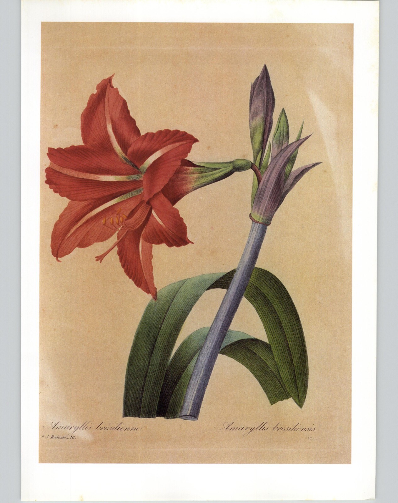 P. J. Redoute Beautiful Flowers Hippeastrum Reginae Amaryllis Art Book Plate 14