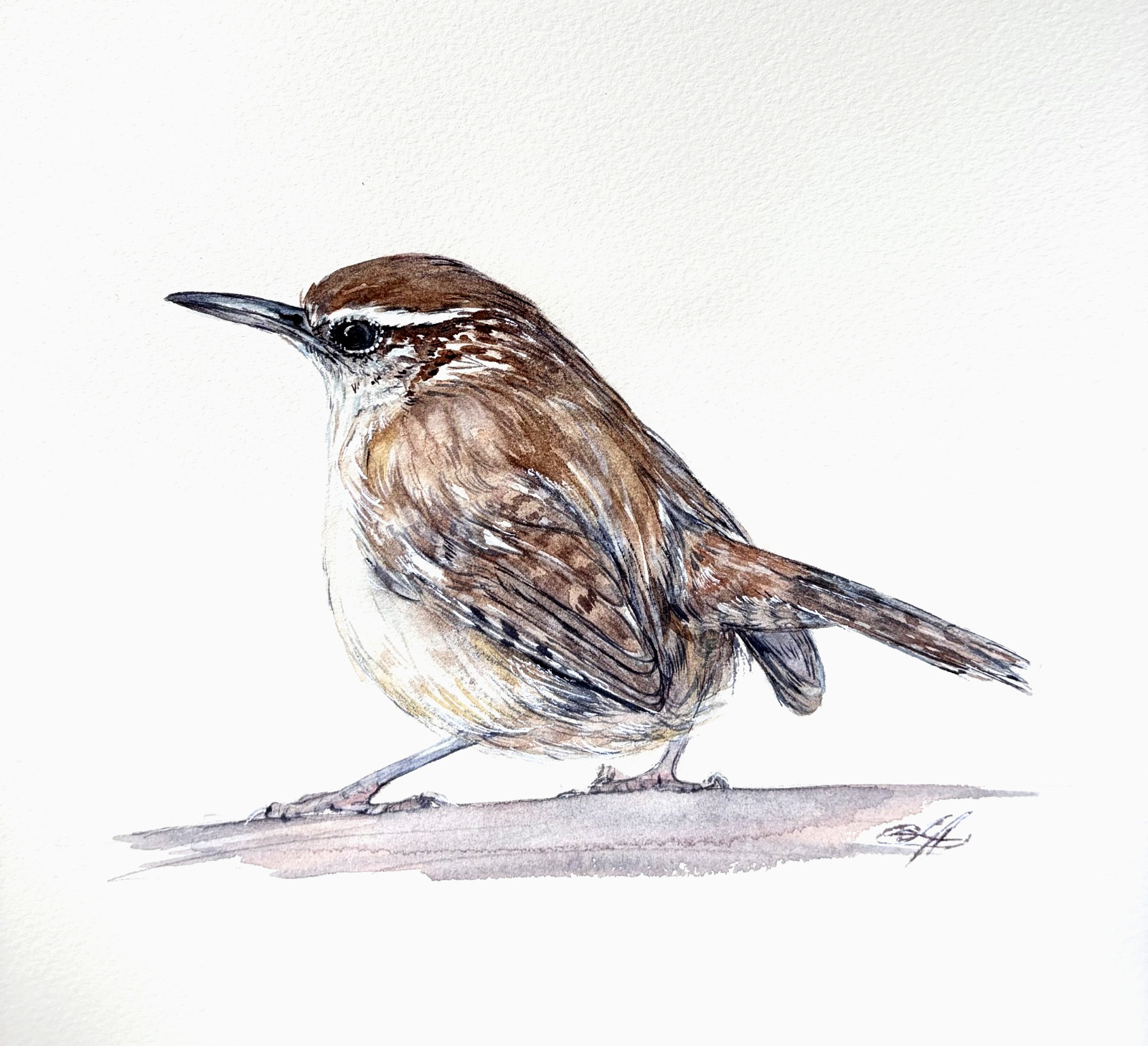 Carolina Wren Original Watercolor Painting Bird Art Nature 9x12 Carolina Wren Original Watercolor Painting Bird Art Nature 9x12