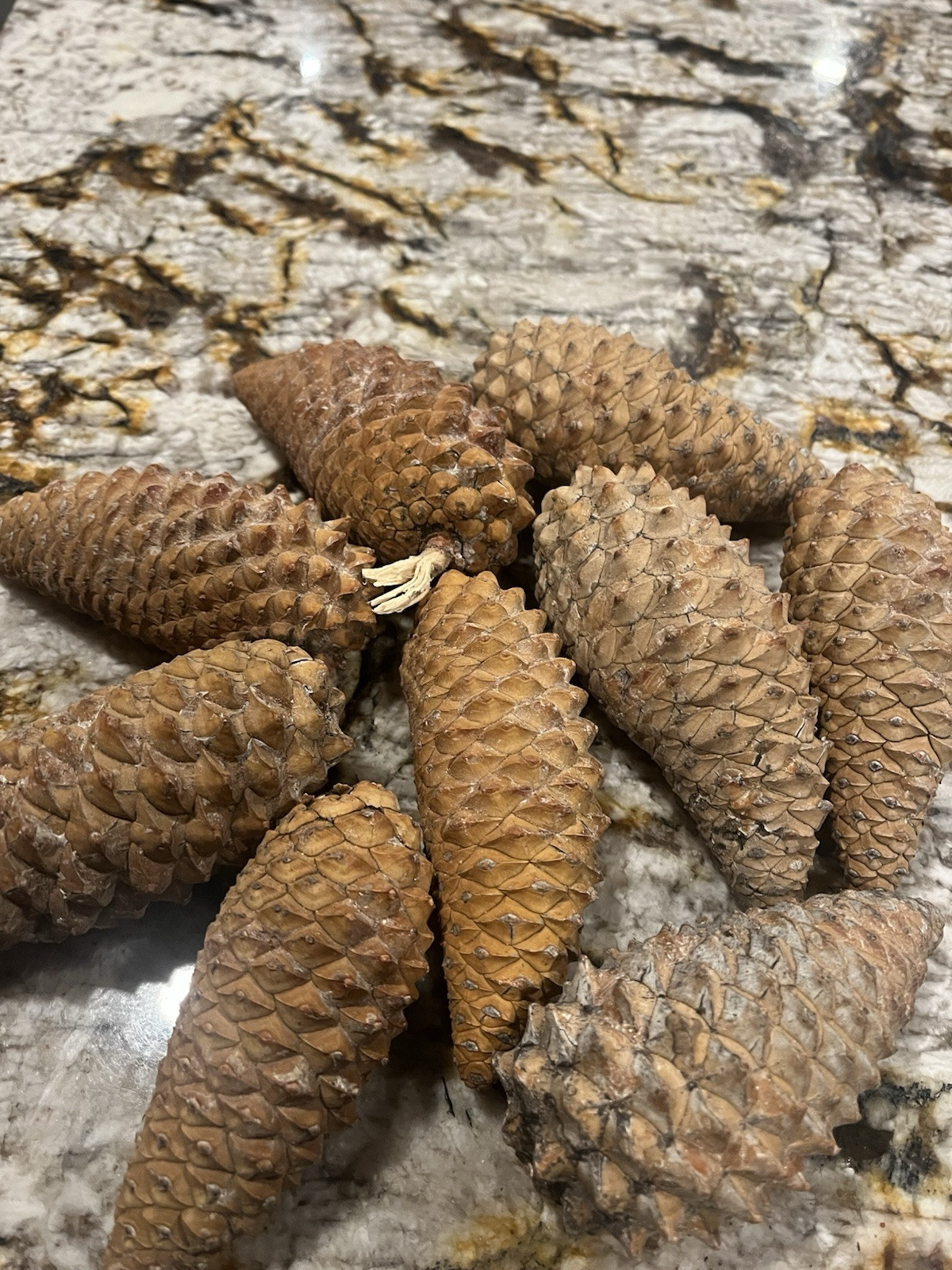 100 Knobcone Pinecones 3”-5” 100 Knobcone Pinecones 3”-5”