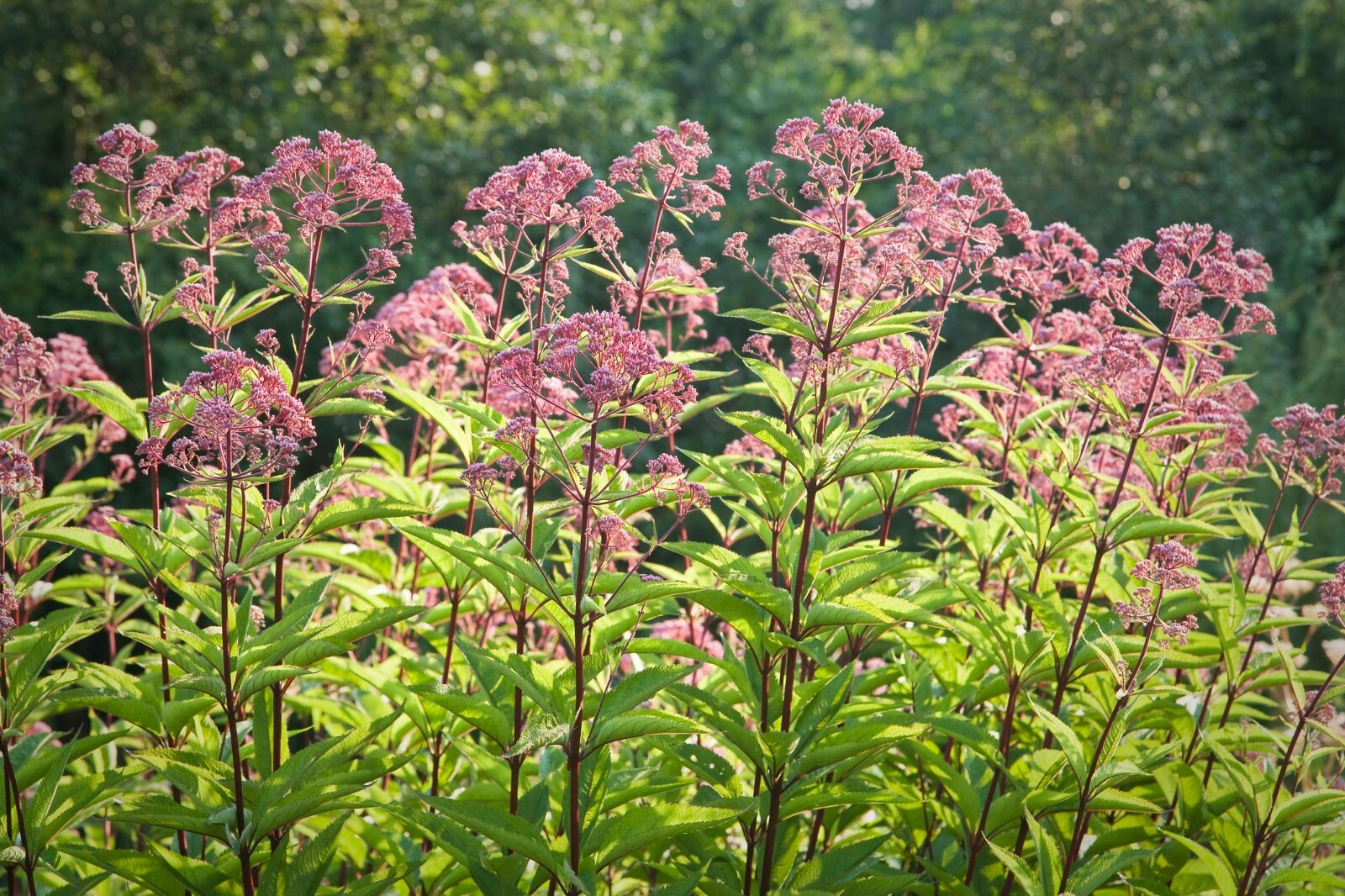 Joe Pye Weed Seeds, Butterflies & Hummingbirds, Trumpet Weed, 