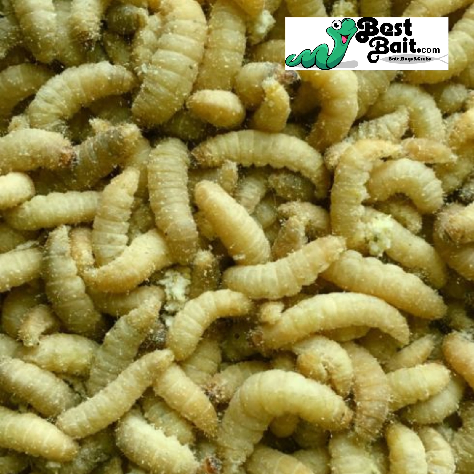 Live Waxworms, Wax worms Fishing, Reptile Feeders,   