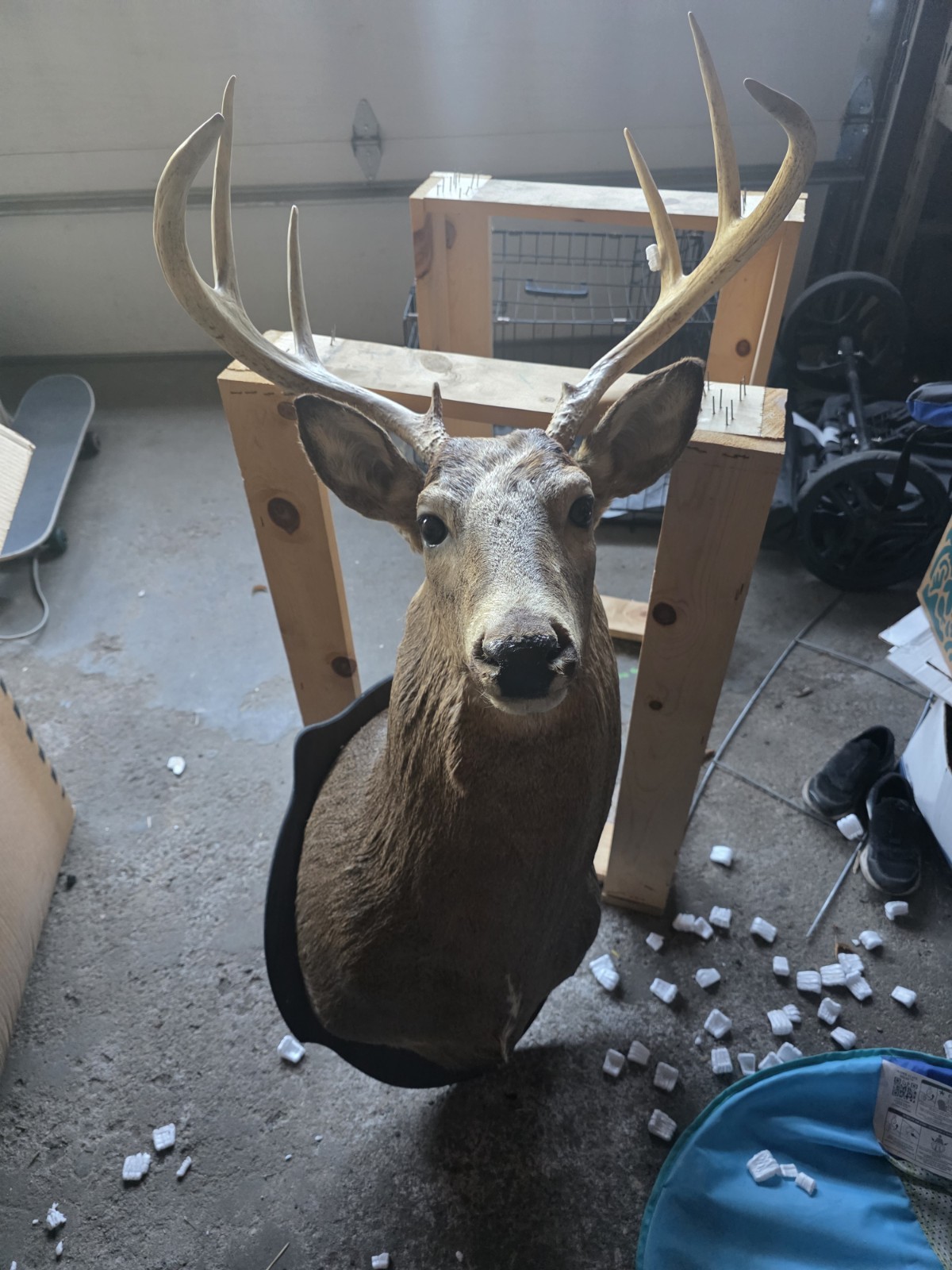 Whitetail Deer Shoulder Mount 6 Point Buck Whitetail Deer Shoulder Mount 6 Point Buck