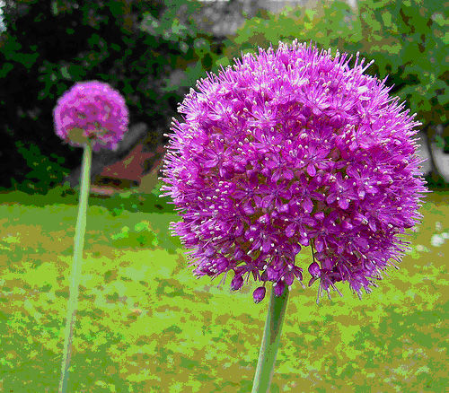 20+ RARE HUGE PURPLE ALLIUM SENSATION 4-6\