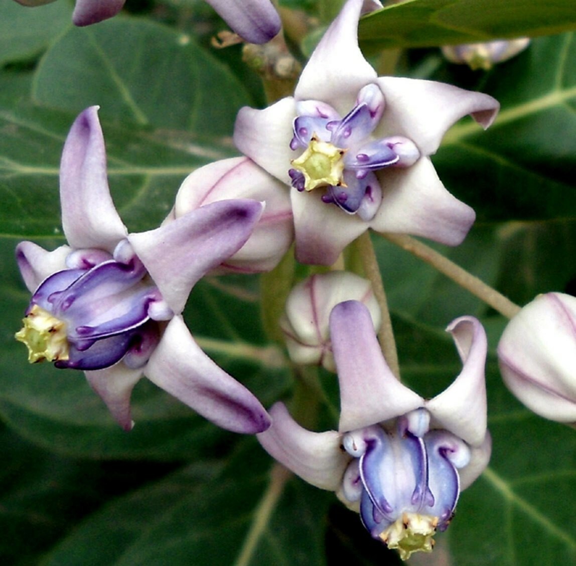Calotropis gigantea | Giant Milkweed | Crown Flower | Swallow Wort | 20_Seeds