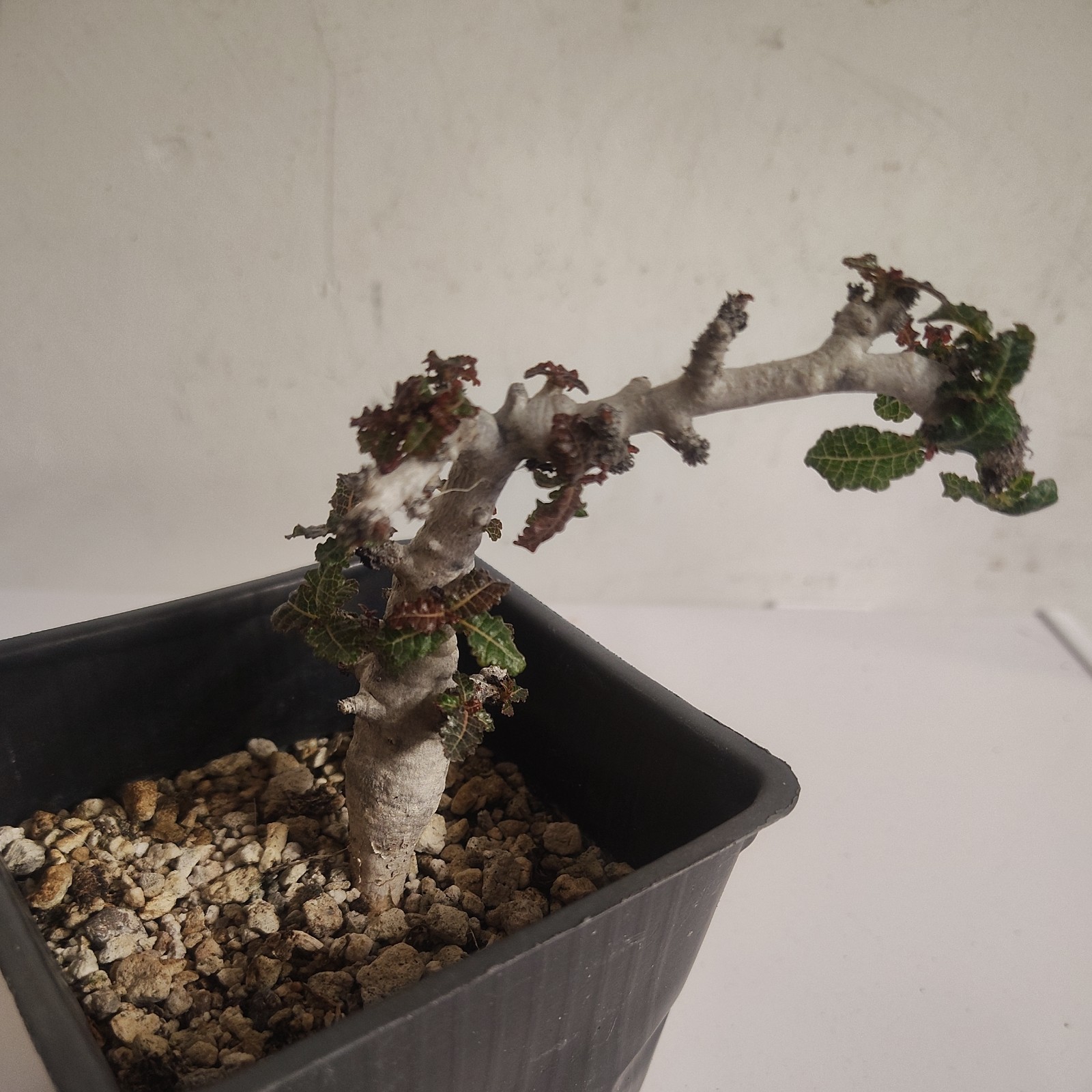 Boswellia nana Seed Grown Rare Caudex Frankincense Live Plant Exact Plant