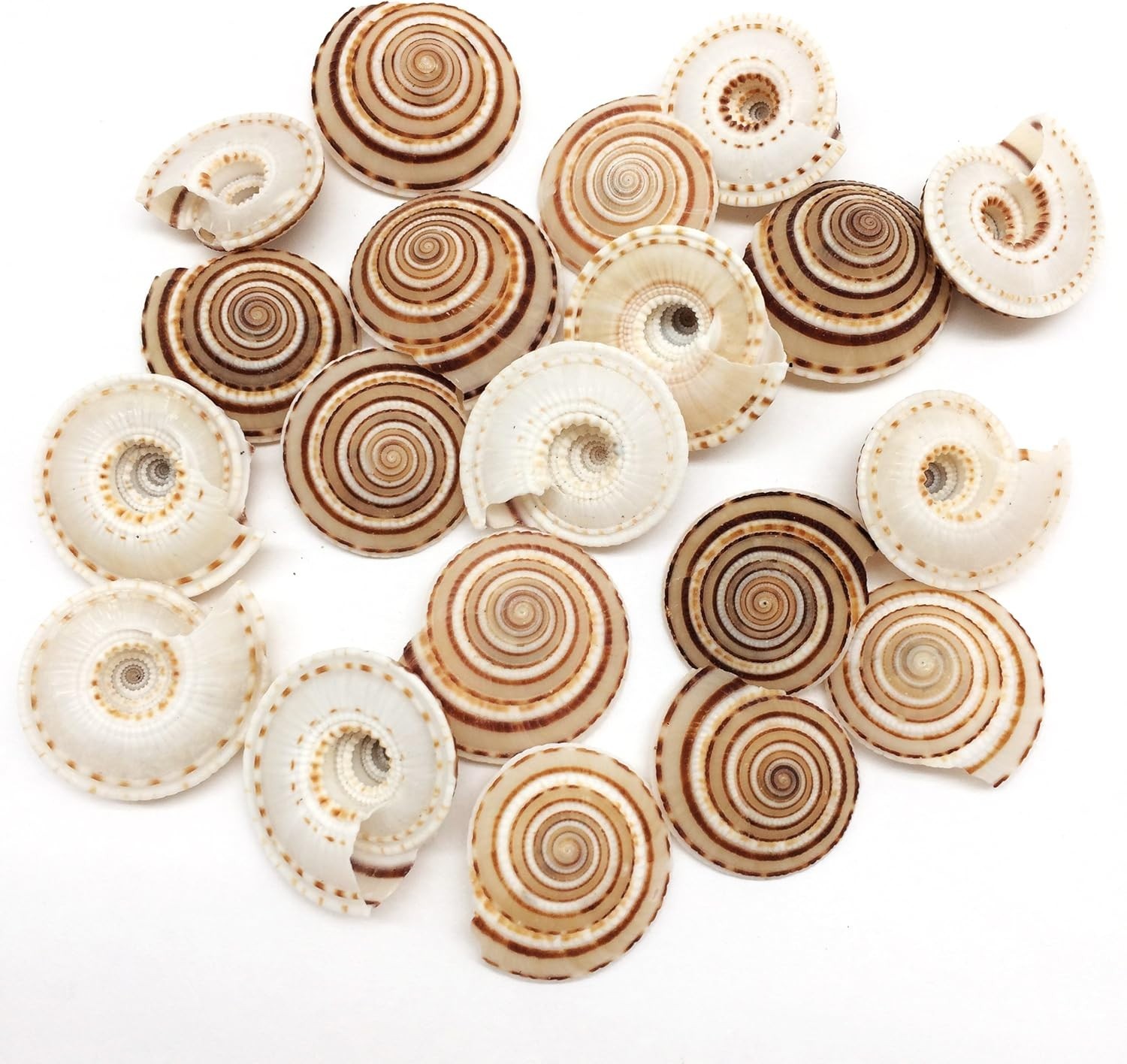 20 PC Natural Tiny Sundial Sea Shells, 3/4 Inch ~ 1-1/4 Inch 20 PC Natural Tiny Sundial Sea Shells, 3/4 Inch ~ 1-1/4 Inch