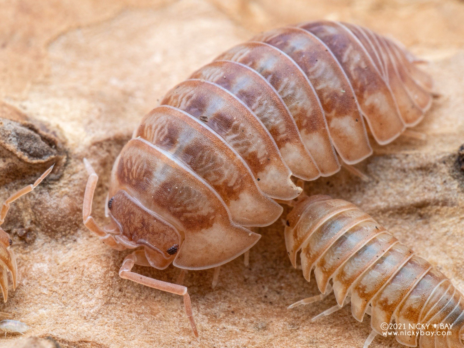 10ct+ LIVE 🍑A. nasatum Peach🍑adorable peach isopods BIOACTIVE LAG insects 10ct+ LIVE 🍑A. nasatum Peach🍑adorable peach isopods BIOACTIVE LAG insects