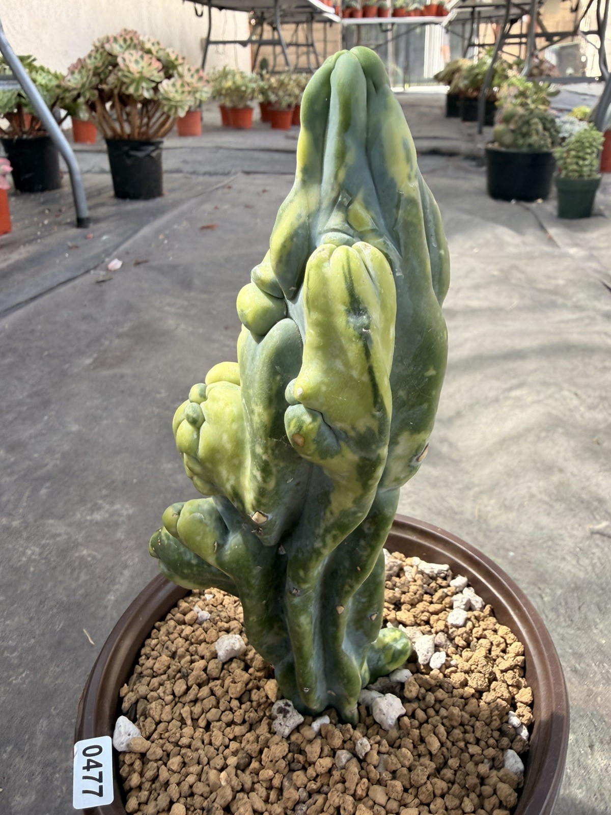 Rare Cactus Variegated Rare Cactus Variegated