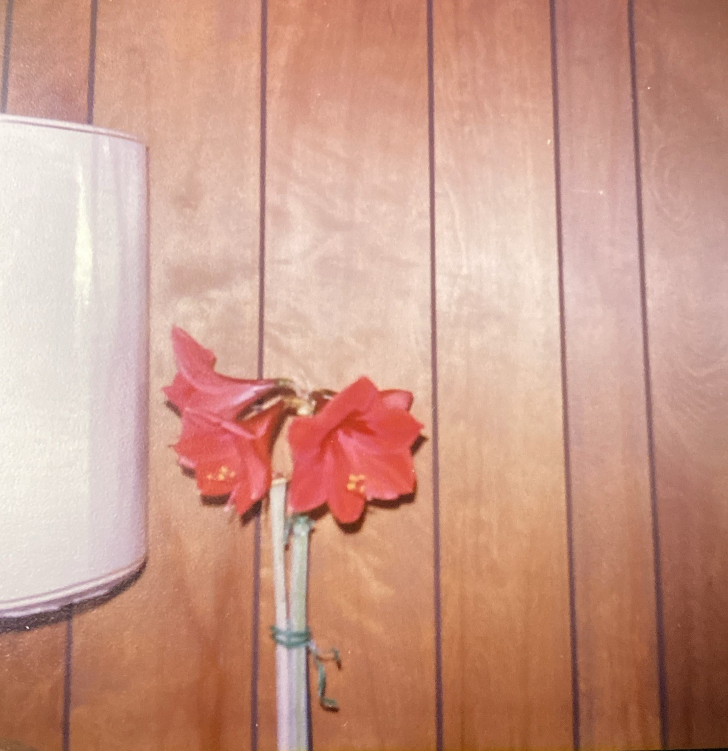1979 Beautiful Amaryllis Hippeastrum Flower Plant Pot Indoors Orig Photo P3n9