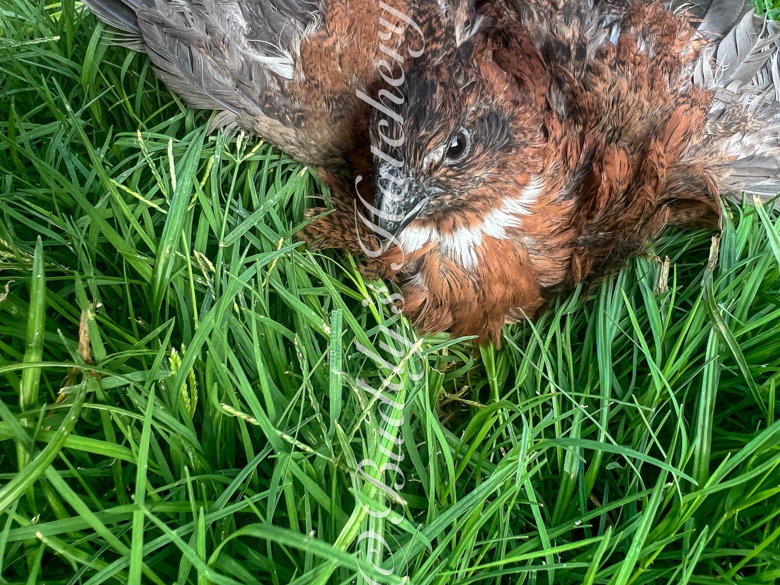 3 Dozen Mix 10+ Tennessee Red, 10 + Black 10+ Pearl Coturnix Quail Hatching Eggs