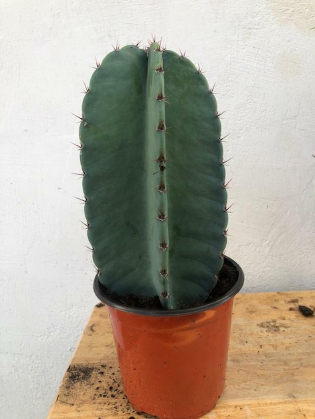 PERUVIAN APPLE CACTUS  (Cereus peruvianus ) ORGANIC, ROOTING (6\