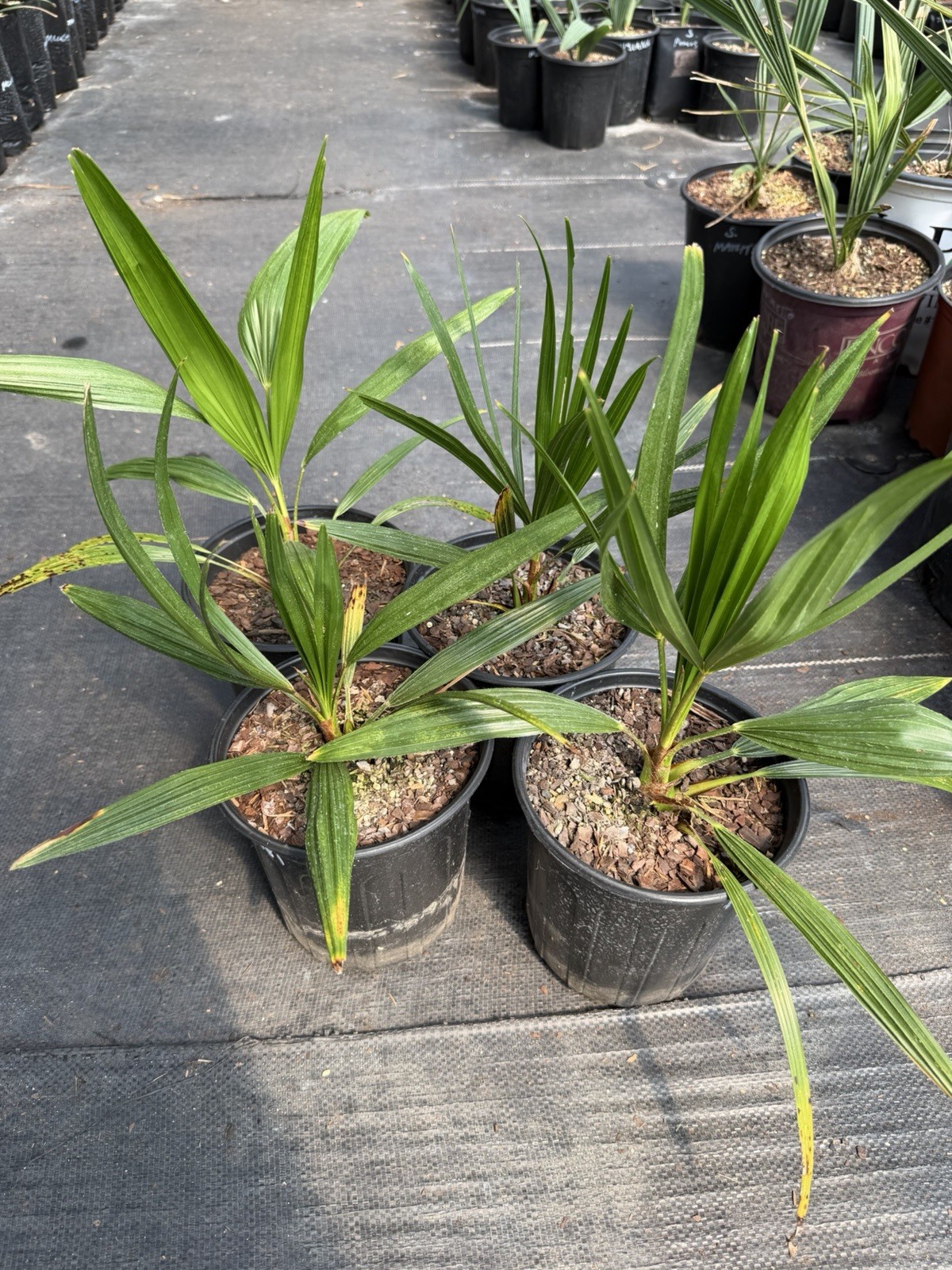 Trachycarpus Nanus x Fortunei Hybrid – 1 Gallon – Rare Cold Hardy Windmill Palm