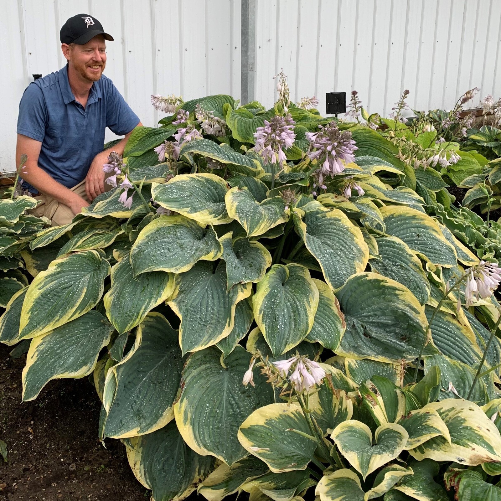 Hosta Shadowlands Gigantosaurus Proven Winners Rooted 5.25\