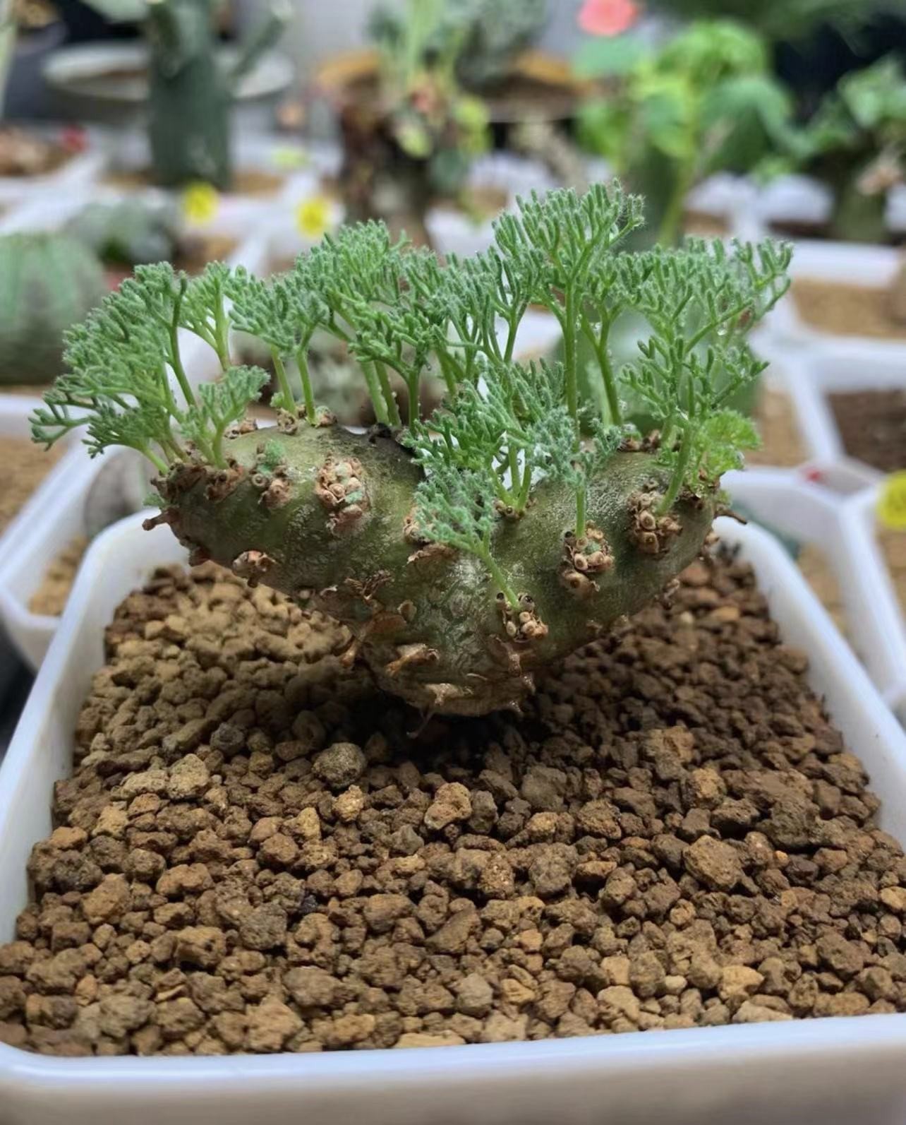 3PCS RareSucculent Plant Sarcocaulon peniculinum wholesale 1.3-1.6CM