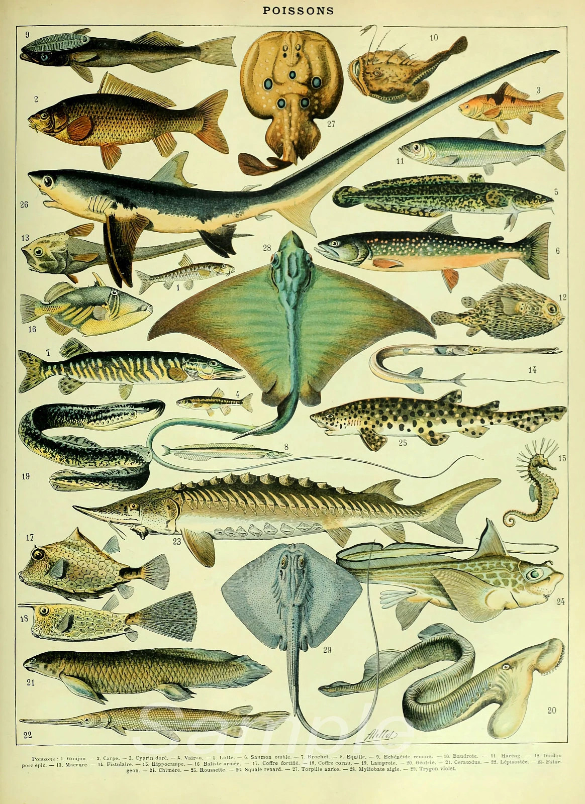 Vintage Fish Chart Poster Antique Fish Species Illustration Wall Art Print