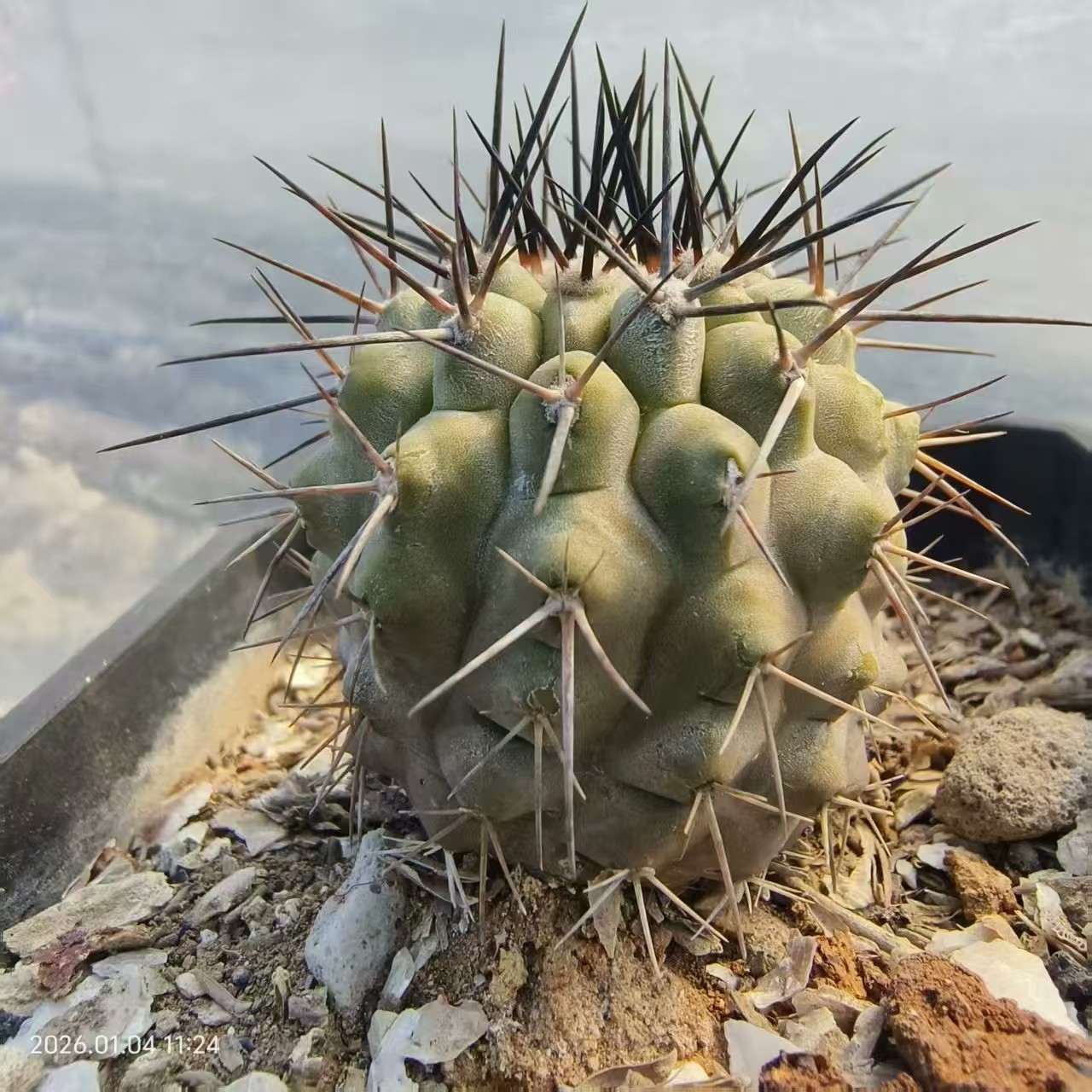 1pcs Copiapoa columna-alba WYSIWYG Garden Self Rooted#. 1pcs Copiapoa columna-alba WYSIWYG Garden Self Rooted#.