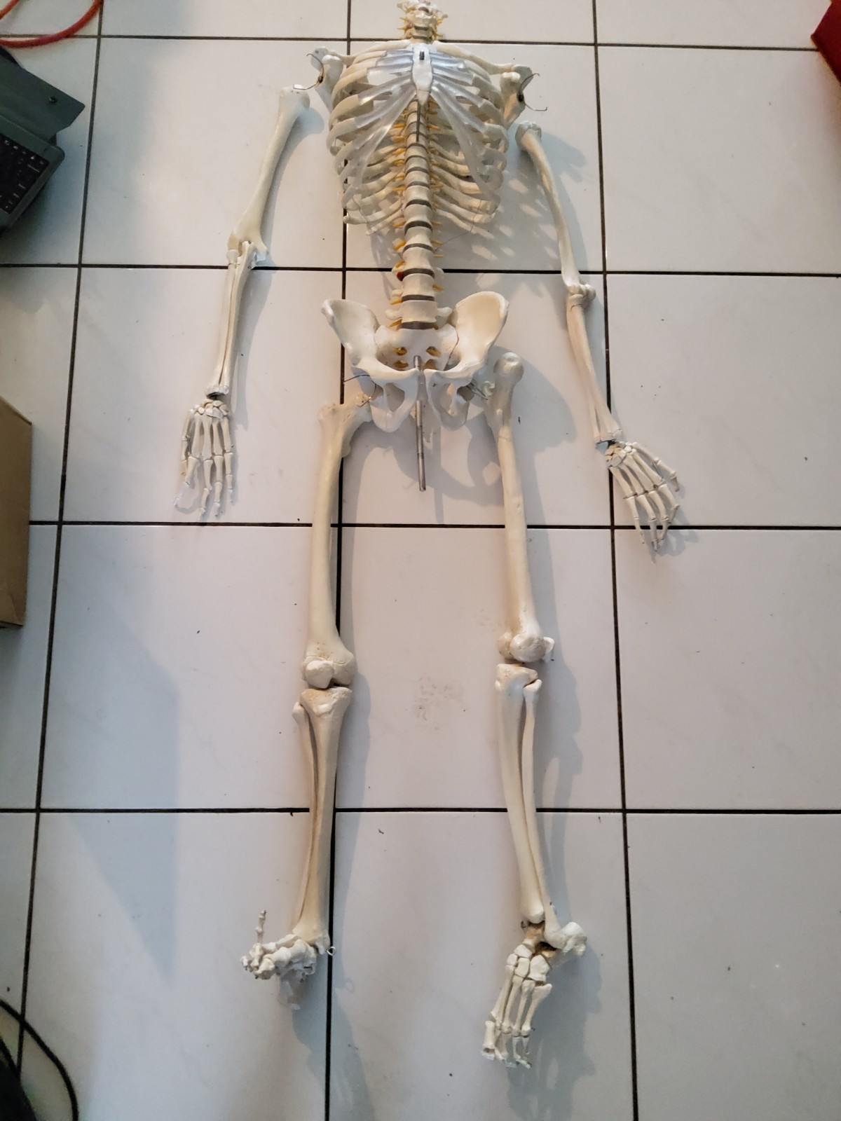 Life Size Human Anatomy Skeleton Medical Model W/spine Nerves.no Head Life Size Human Anatomy Skeleton Medical Model W/spine Nerves.no Head