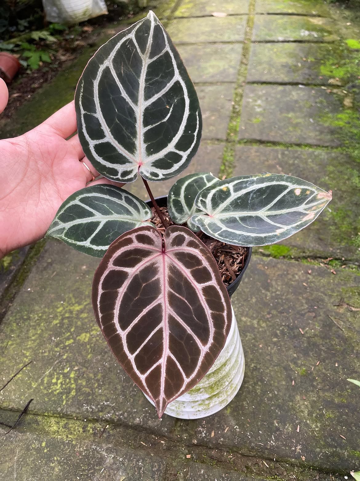 Anthurium Purple Tiger Rare Beautiful Aroid Plant