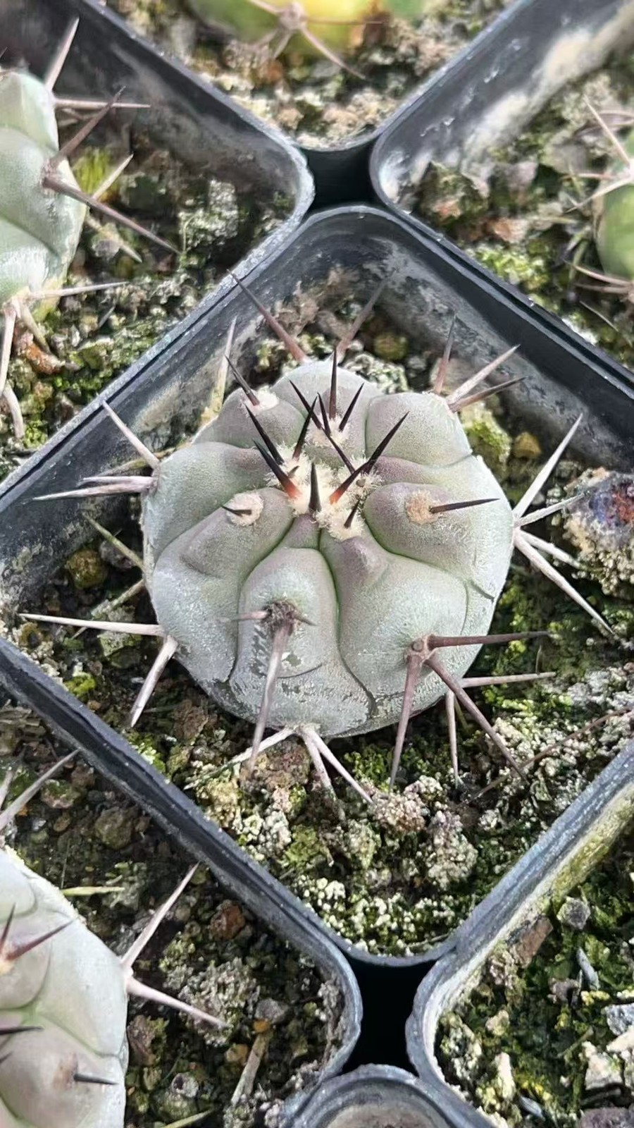 RareSucculent plants Copiapoa cinerea cactus selfroot  2.5-3.5CM random