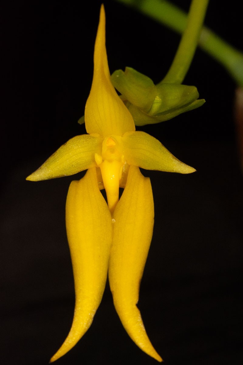 Bulbophyllum carunculatum var. flava, rare color form