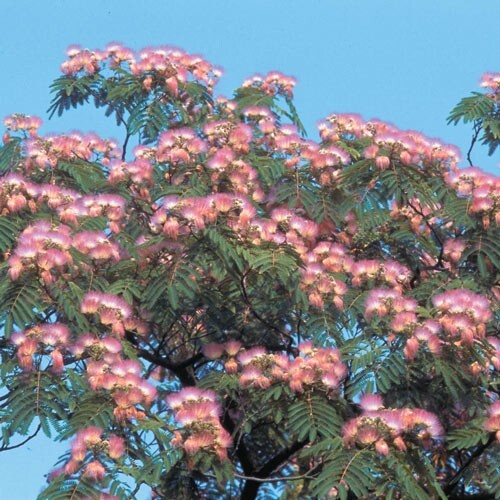30+ Pink Mimosa Tree Seeds Silk Tree Albizia Julibrissin Perennial Seed 30+ Pink Mimosa Tree Seeds Silk Tree Albizia Julibrissin Perennial Seed