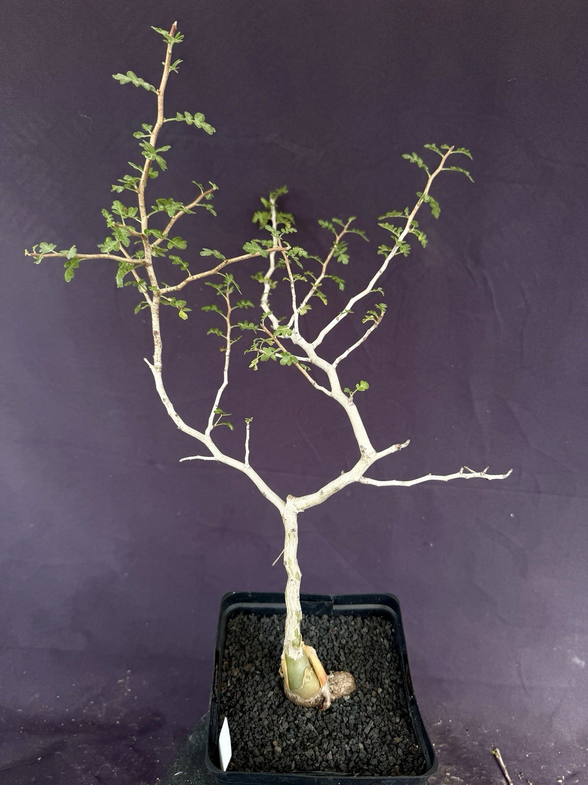 Pachycormus discolor - Seed Grown Baja Elephant Tree - Live Rare Succulent Plant