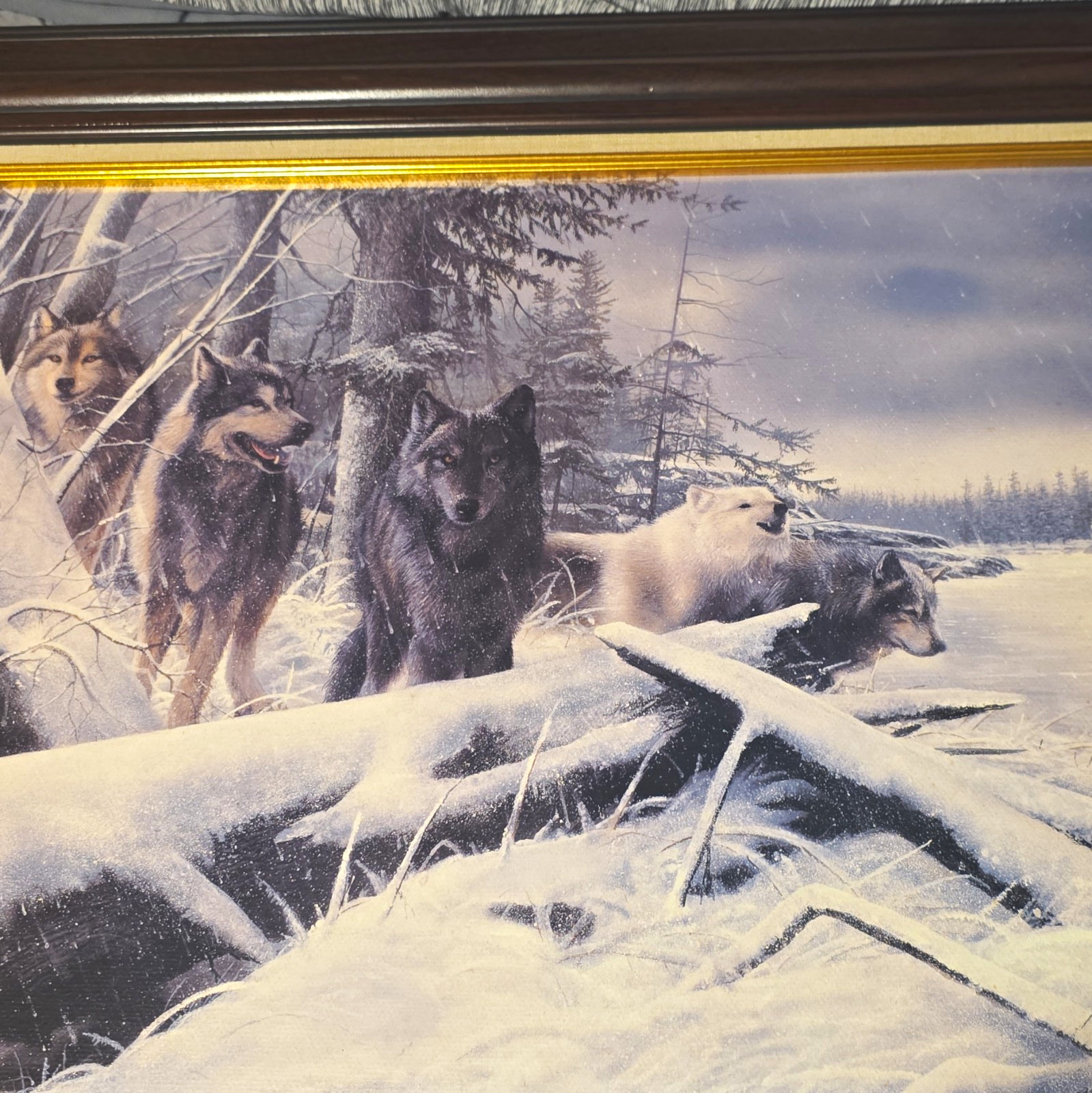 Kevin Daniel Wolf Pack Winter Framed Print 18x24 Wildlife Wall Art Kevin Daniel Wolf Pack Winter Framed Print 18x24 Wildlife Wall Art