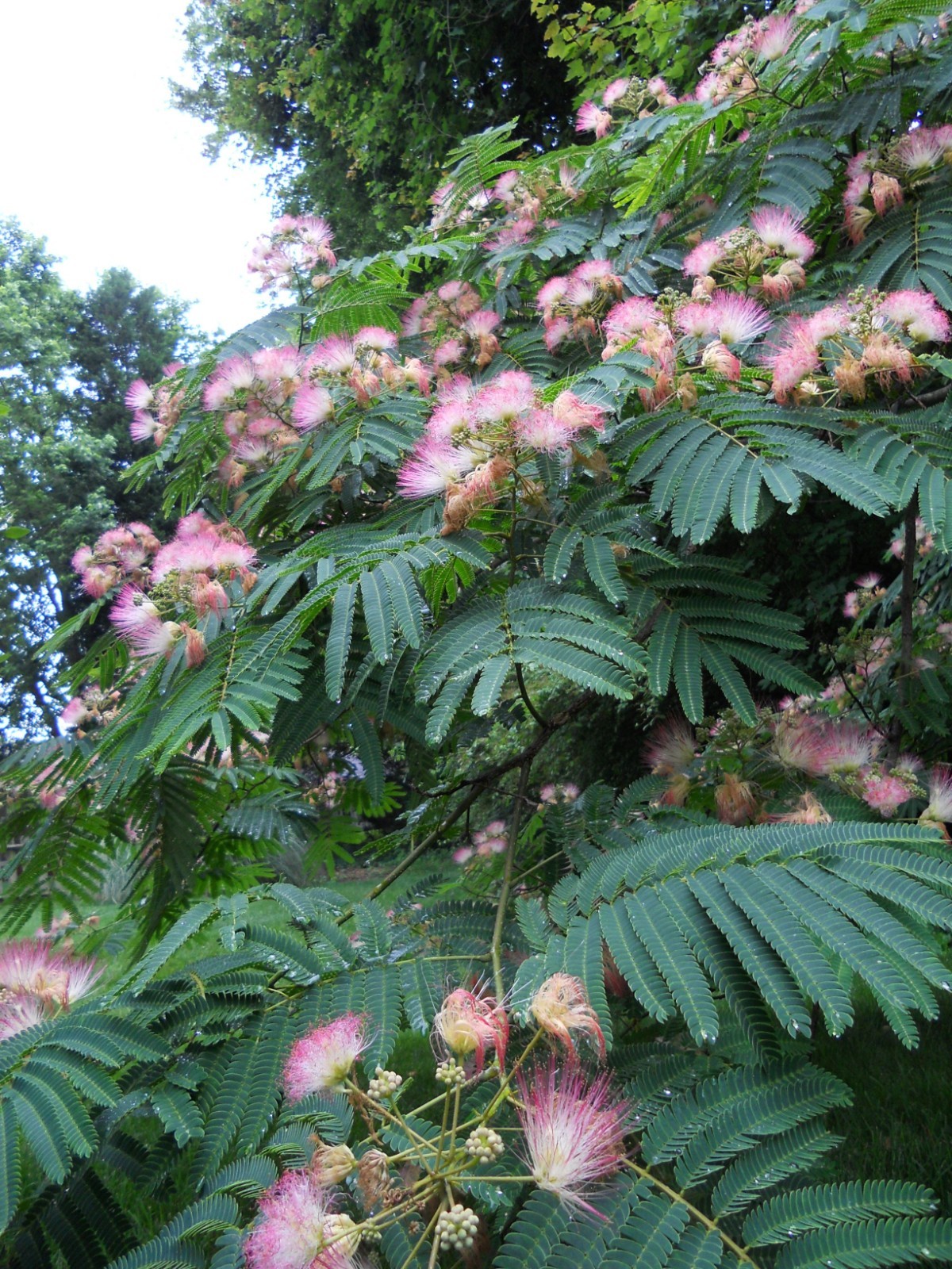 (3) Pink Mimosa Tree Sapling Live Plant Bare Root All Natural 4\ (3) Pink Mimosa Tree Sapling Live Plant Bare Root All Natural 4\
