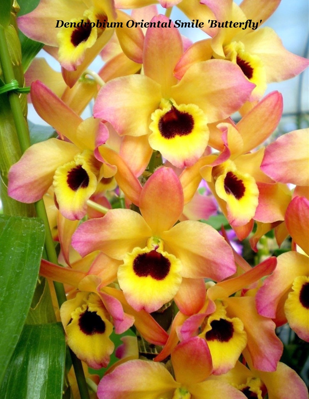 SUMMER SALE - NOBILE DENDROBIUM ORCHID Oriental Smile 'Butterfly' BS plt 4
