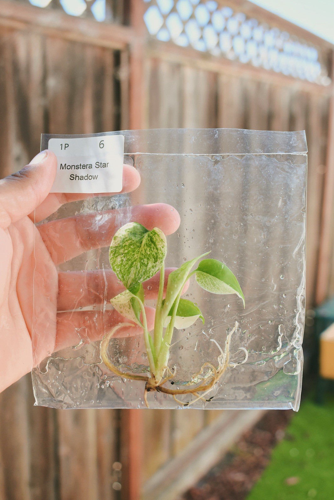 Monstera Star Shadow – Rare Aroid - TC Plantlet Monstera Star Shadow – Rare Aroid - TC Plantlet