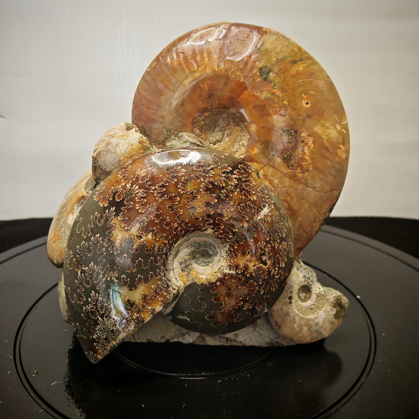 10.12LB Natural large beautiful ammonite fossil, conch crystal specimen healing