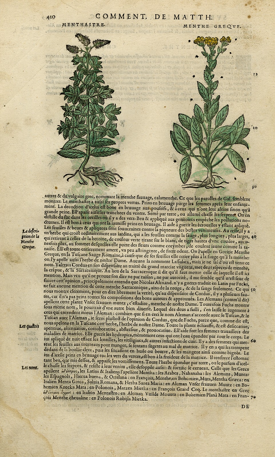 Antique Print-Botany-Mint-Mattioli-p. 410-Anonymous-1572