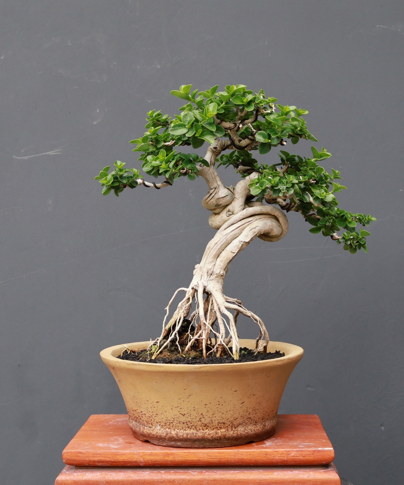 Real Pict Premna Microphylla Bonsai Tree