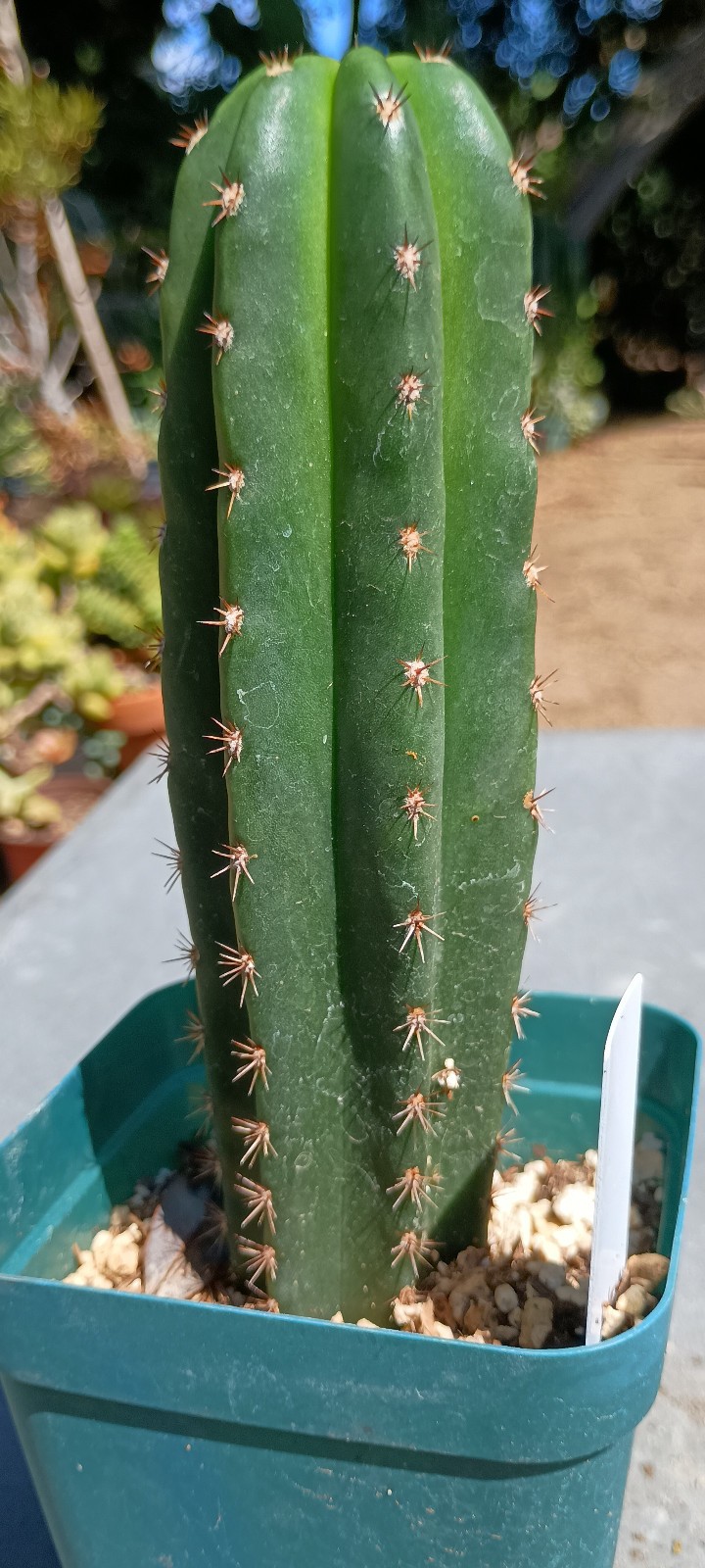 Cactus Cereus Echinopsis Named Premium Rooted Hybrid Yearling Cactus Cereus Echinopsis Named Premium Rooted Hybrid Yearling