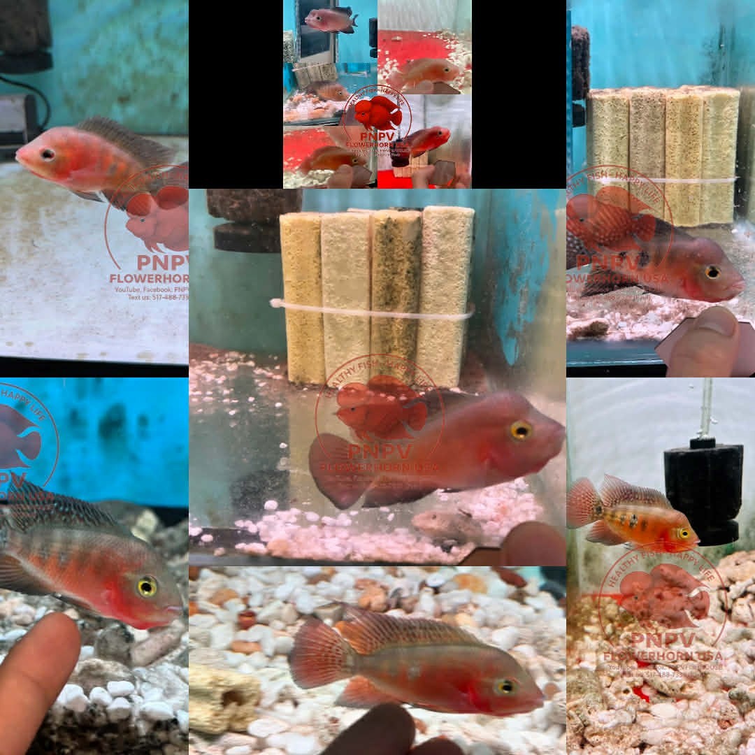 Premium Flowerhorn - 1 Boy Super Red Monkey 2-3 inches A+++ Fast USA SHIPPING