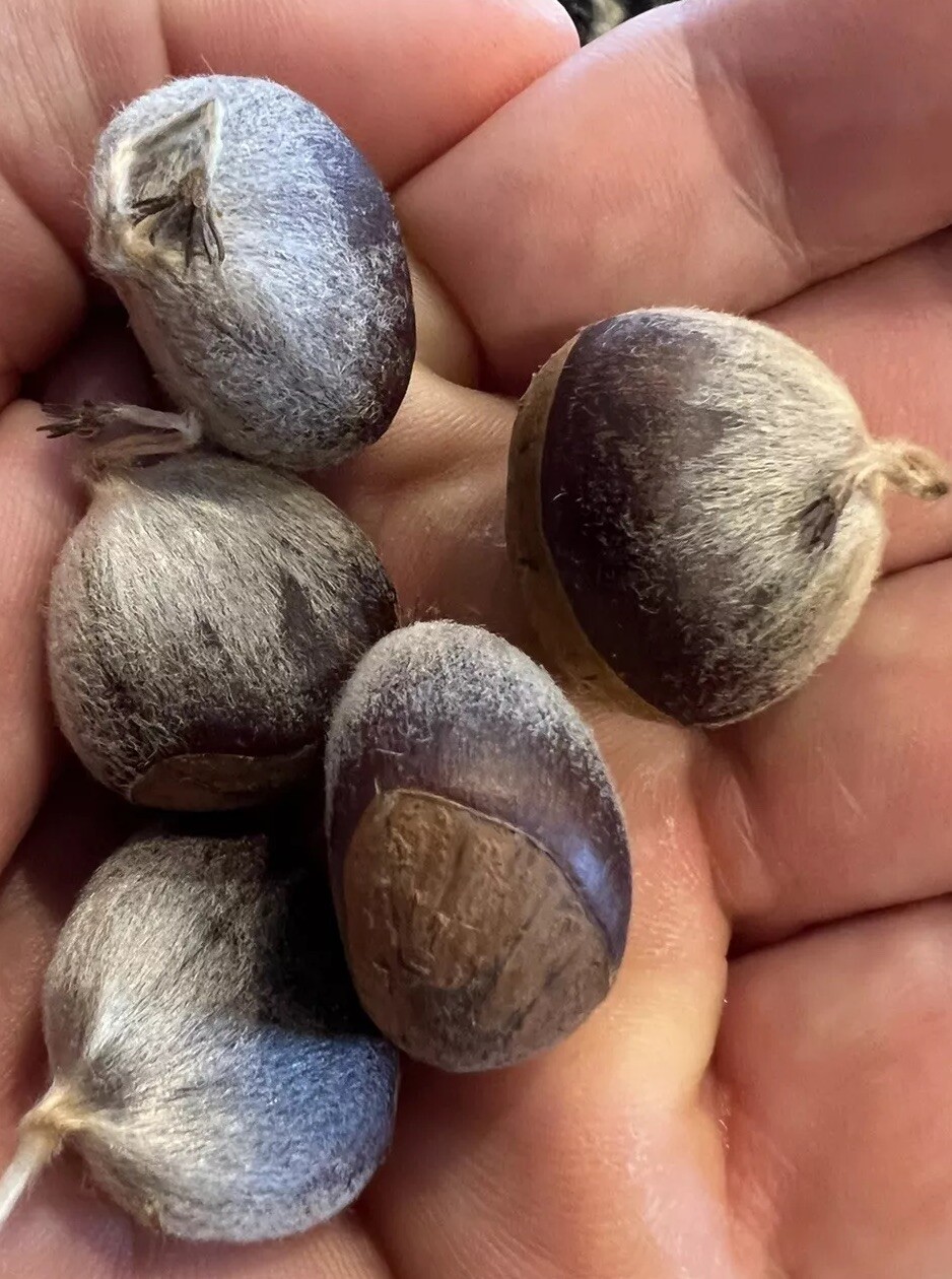 100% American Chestnut. 2025 harvest. Verified By The ACF.  5 Per Order