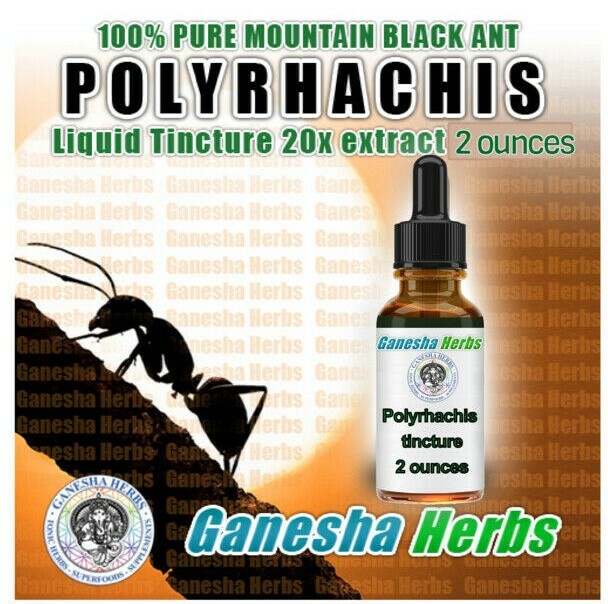  Wild Mountain Ant  Vicina Roger POLYRHACHIS LIQUID TINCTURE 2 ounces / 60ML