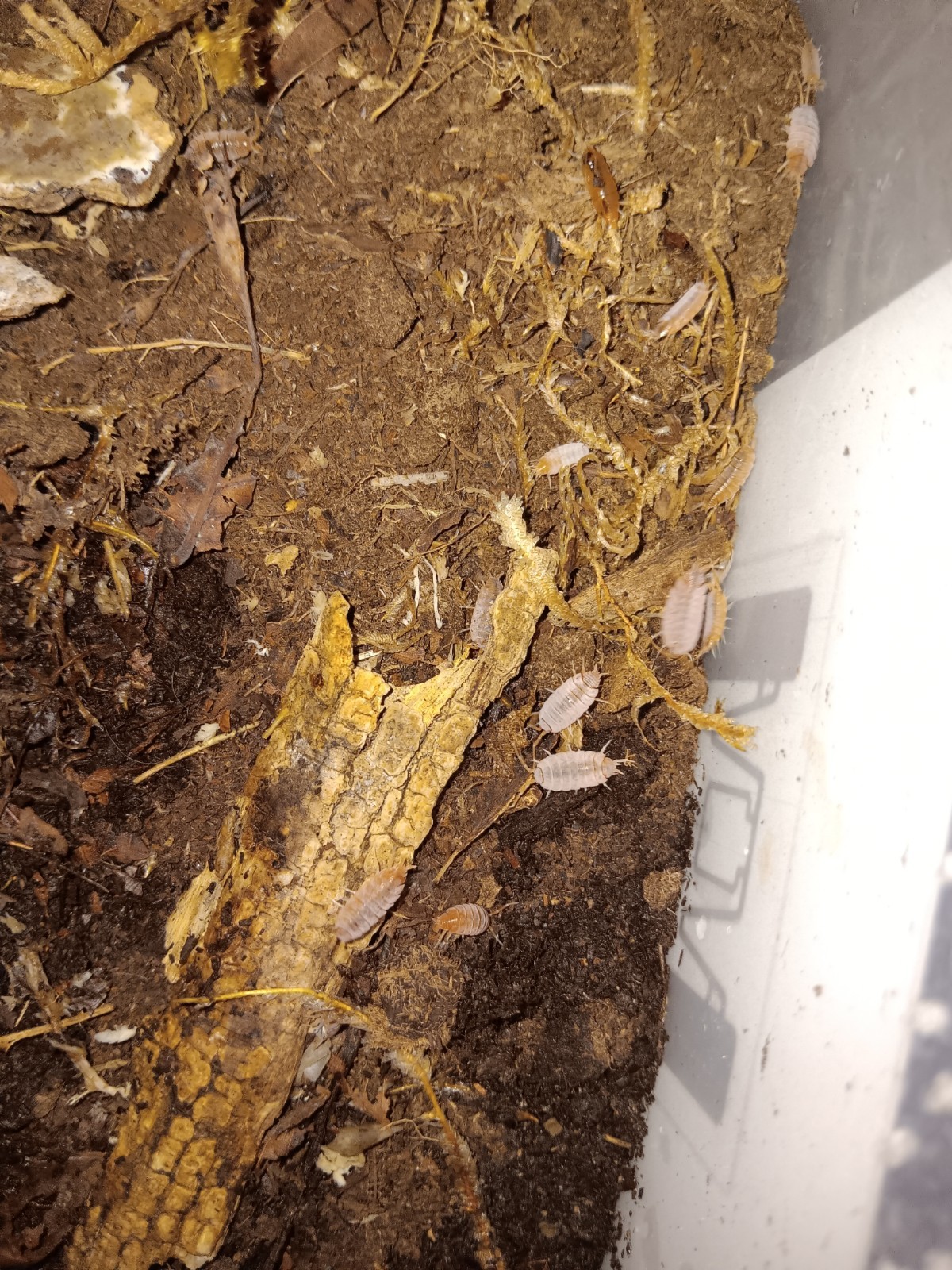 30 ct. Porcellionides pruinosus \ 30 ct. Porcellionides pruinosus \