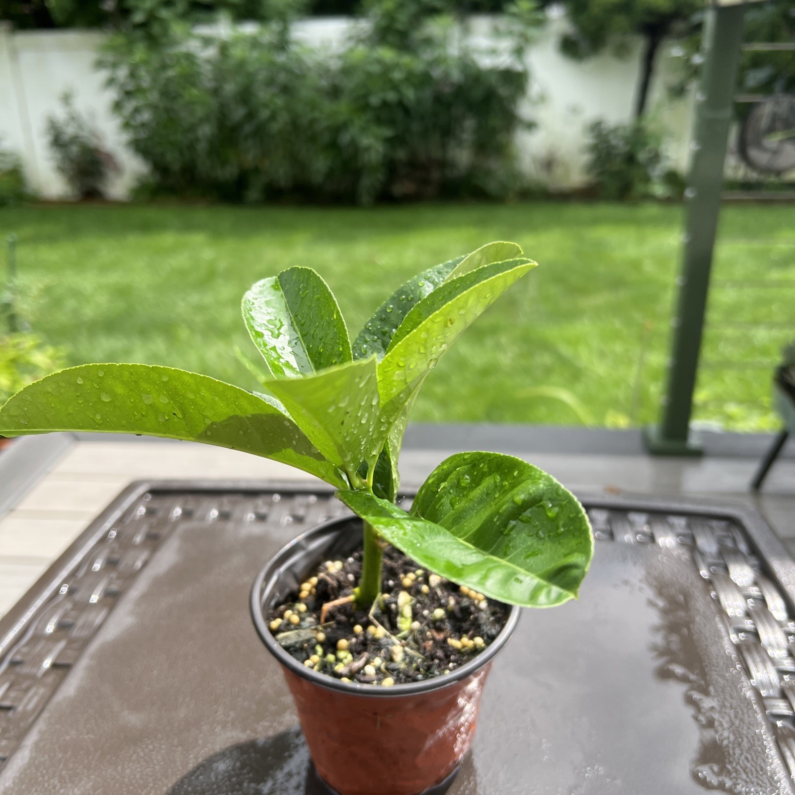 Buddhas Hand Fingered Citron Tree Live Citrus Plant - 4 1/2” Pot