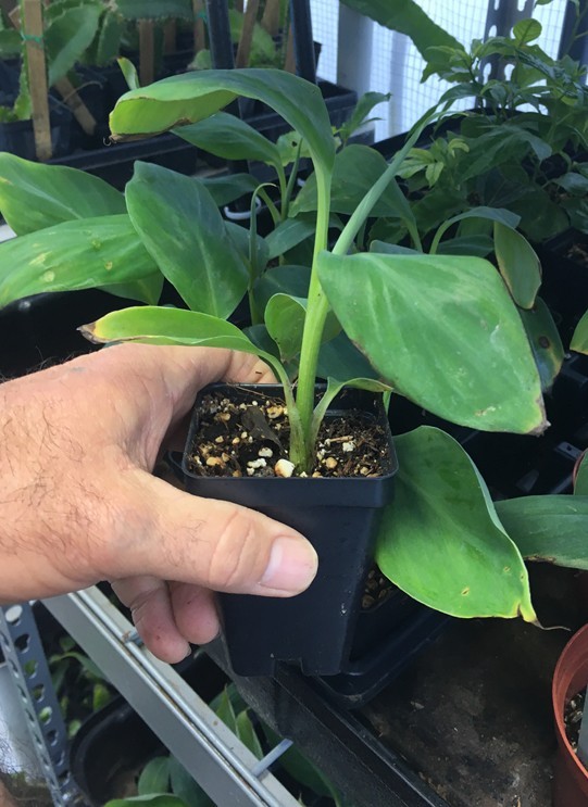 Tall Namwah aka Pisang Awak - VERY COLD HARDY - Live Banana Plant