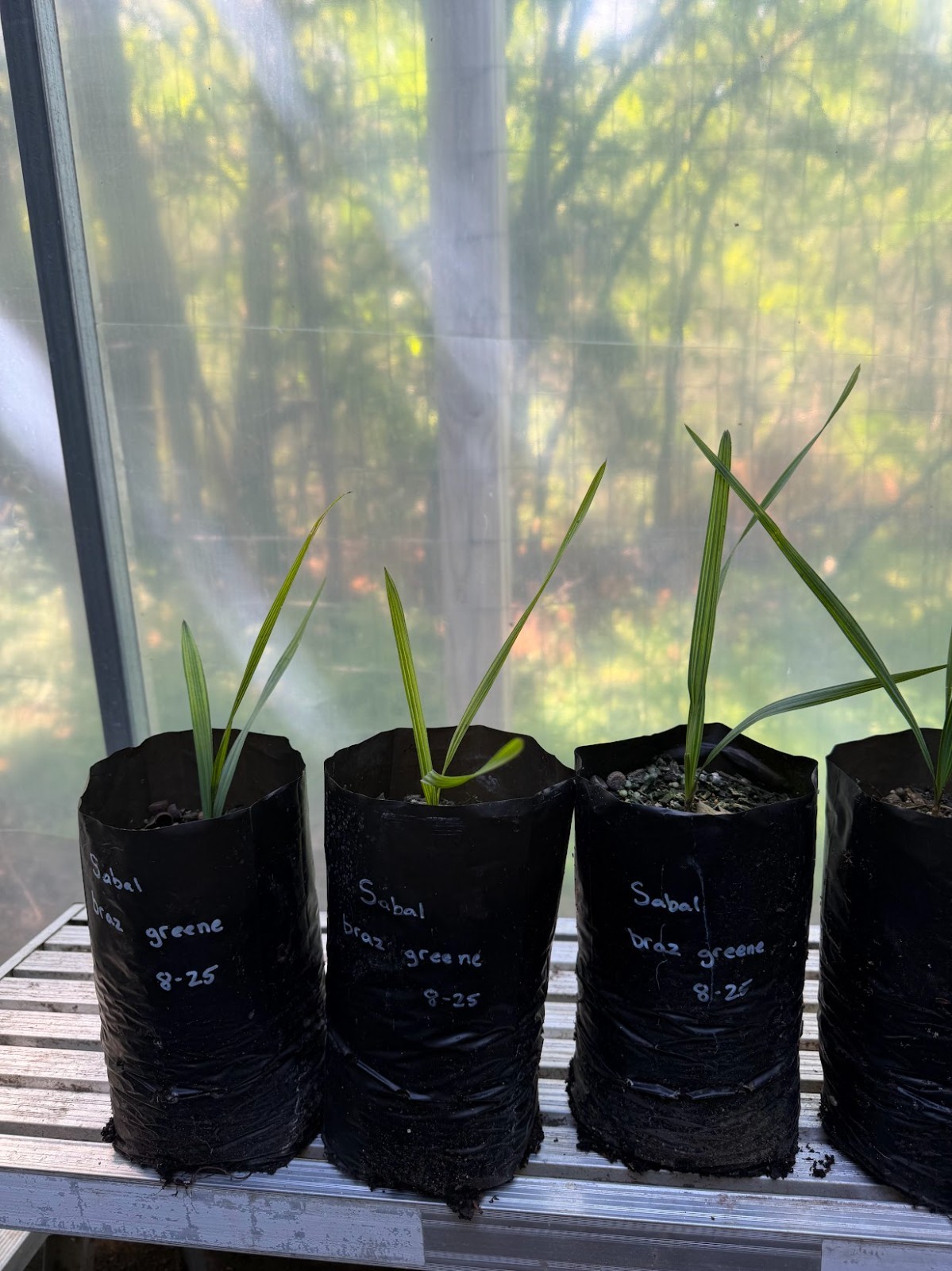Sabal brazoriensis (Greene Cnty) Palm Seedling – Extremely Cold Hardy– Zone 7–8