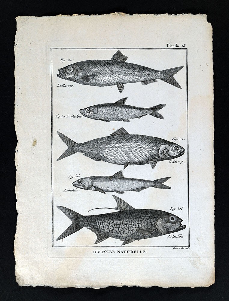 1789 Bonnaterre Fish Print - Herring - Sardine - Alose Shad - Anchovy - Apalike