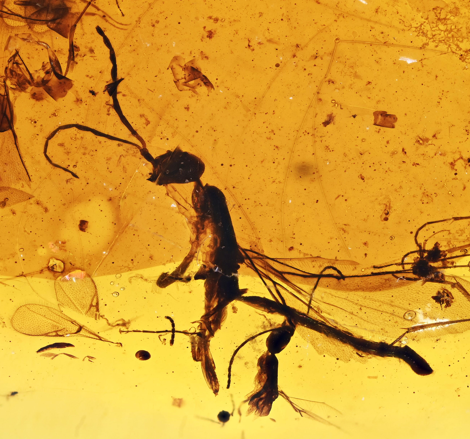 3x Campsomeris prismatica (Long Tailed Wasp), Fossil Inclusion in Burmese Amber 3x Campsomeris prismatica (Long Tailed Wasp), Fossil Inclusion in Burmese Amber
