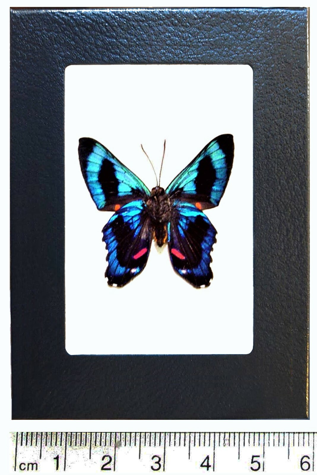 Ancyluris meliboeus red blue black butterfly Peru framed